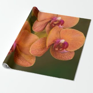 Orange orchid flower