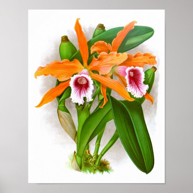 Orange Orchid Flowers no. 10 Wall Art Print (Front)
