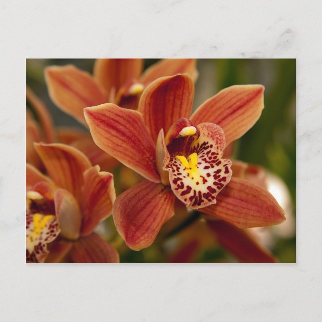 Orange Orchid Flowers Postcard (Front)