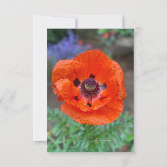 Orange Oriental Poppy & Lavender Flowers Note Card (Front)