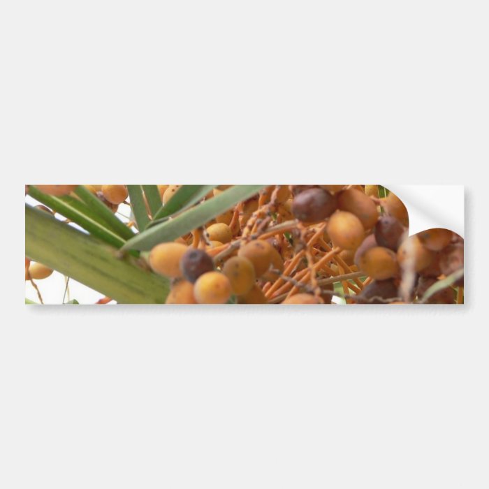 Orange Palm Tree Fruits Bumper Stickers