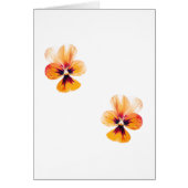 orange pansies (Front)