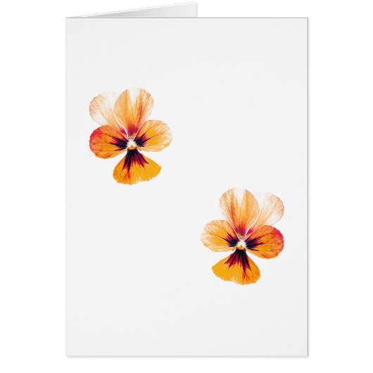 orange pansies (Front)