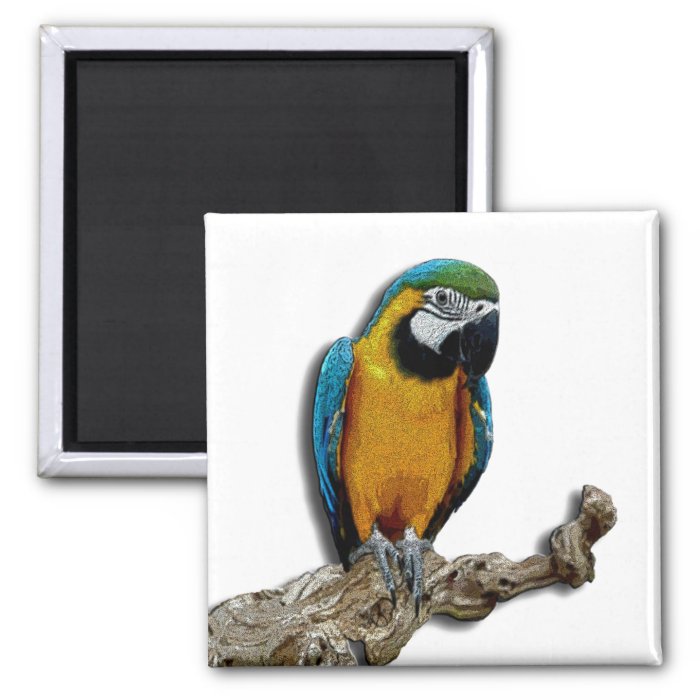 Orange Parrot alone magnet