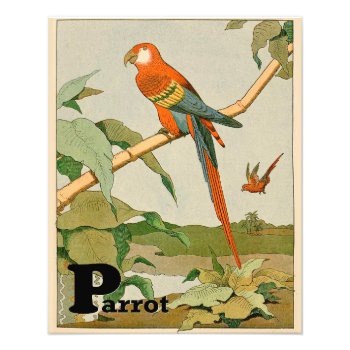 Orange Parrot Animal Alphabet Photo Print by kidslife at Zazzle