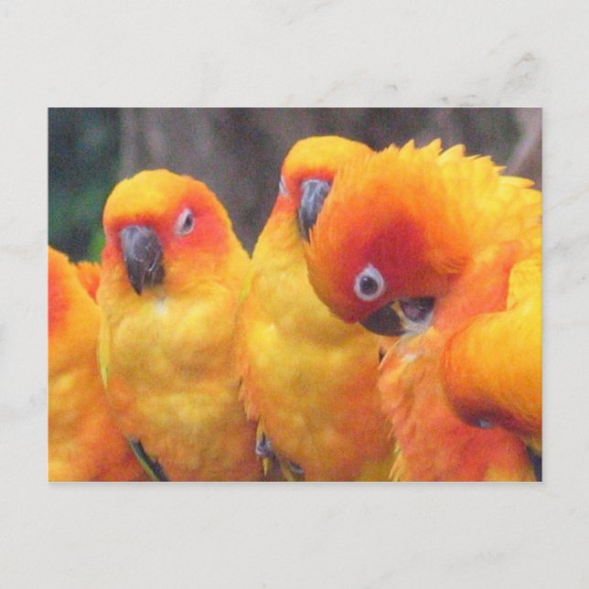 Orange Parrot Postcard (Front)