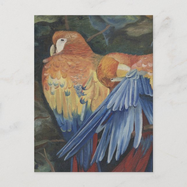 orange parrots postcard (Front)