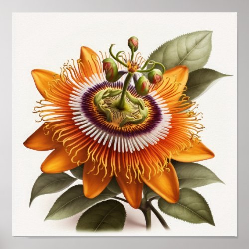 Orange Passion Flower Art Print Poster