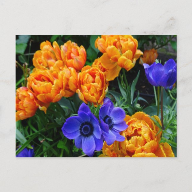 Orange Peony Tulips & Blue Anemones DIY Postcard (Front)