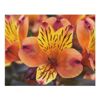 Orange Peruvian Lilly Faux Wrapped Canvas Small