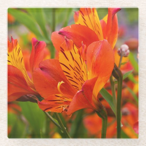 Orange Peruvian Lily Glass Coaster