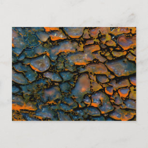 Orange Petrified dinosaur bone Postcard