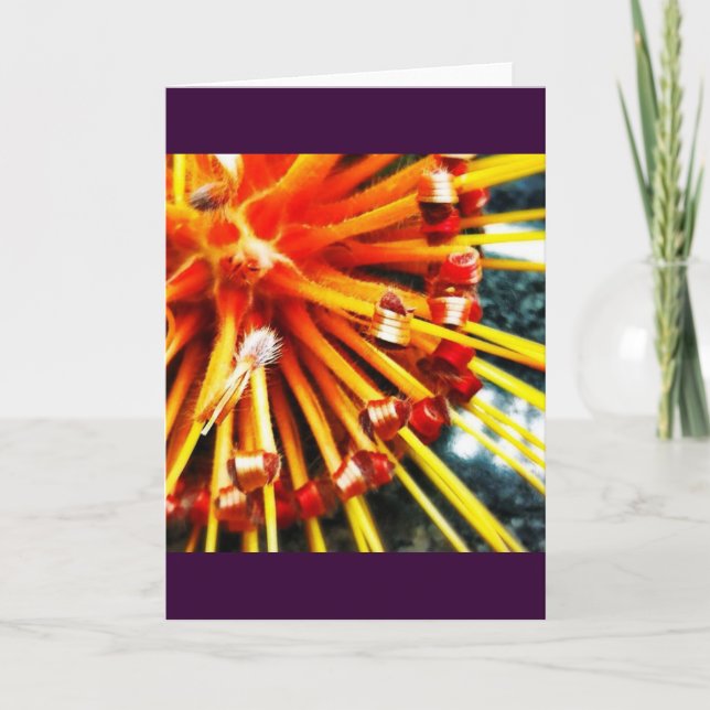 Orange Pincushion Protea Blank Greeting Card (Front)