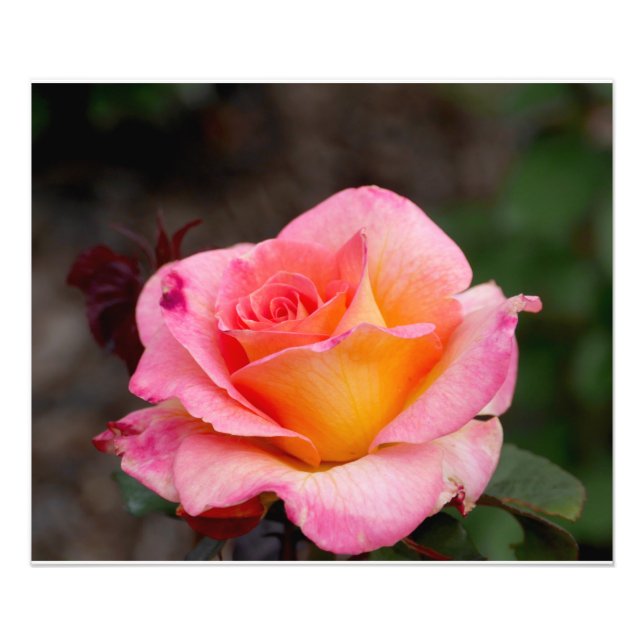 Orange Pink Rose Photo Print (Front)