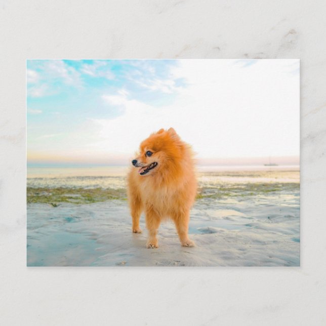 Orange Pomeranian Dog at the Beach Postcard (Front)