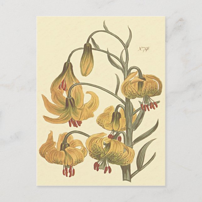 Orange Pompone Lily Botanical Illustration Postcard (Front)