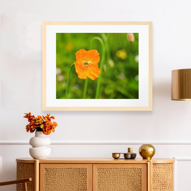 Orange Poppy Blooming Summer Flower On Green Photo Poster (Please note: This image is a digital mockup. The product may not be in scale.)