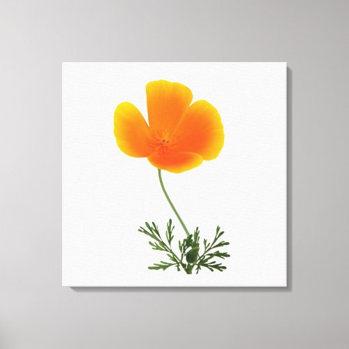 orange poppy canvas print