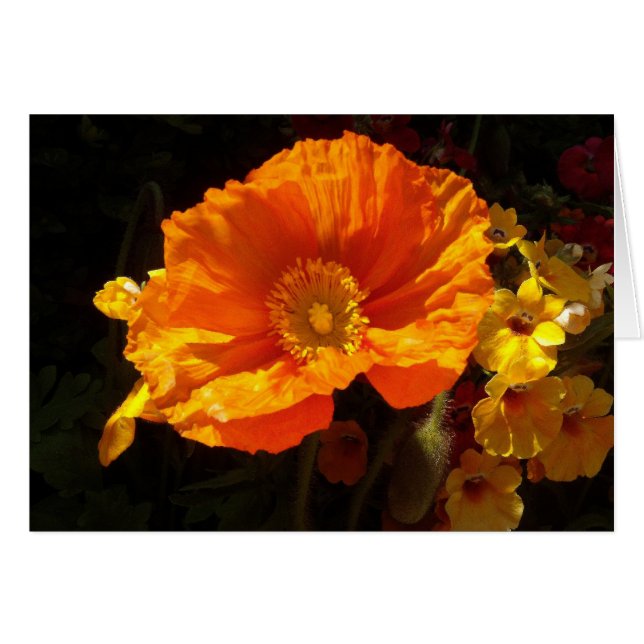 Orange Poppy Cards (Front Horizontal)