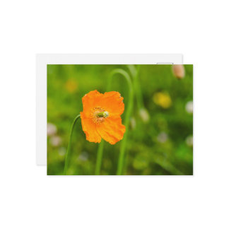 Orange Poppy Flower On Green Summer Photograph Postcard