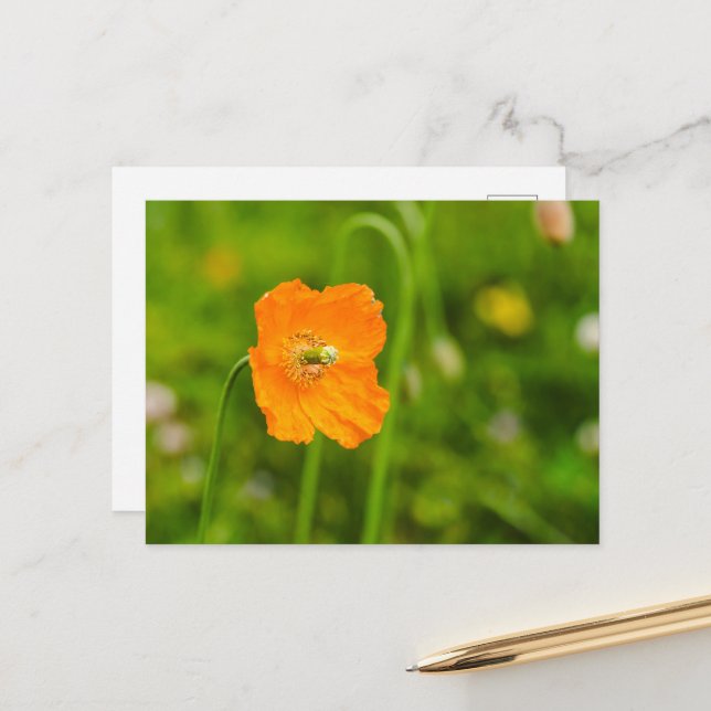 Orange Poppy Flower On Green Summer Photograph Postcard (Front/Back In Situ)