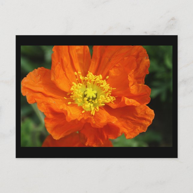 Orange Poppy Flower Post Card (Front)