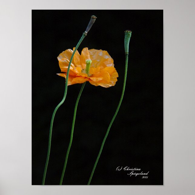 Orange Poppy Flower Poster (Front)