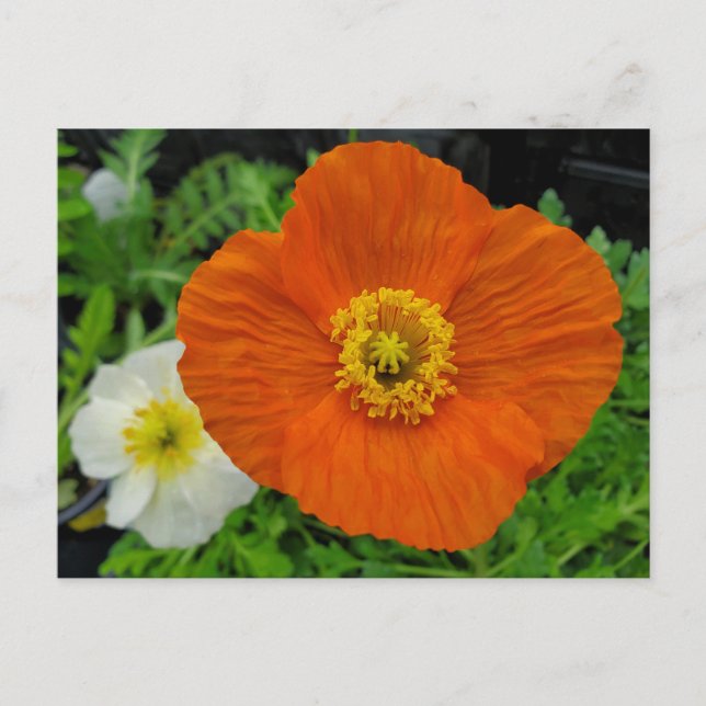 Orange Poppy Postcard (Front)