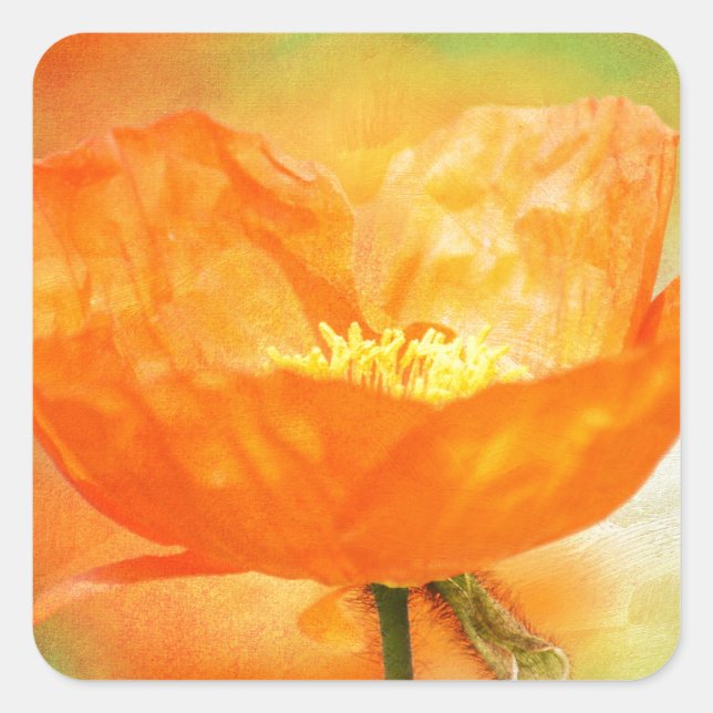 Orange Poppy Square Sticker (Front)