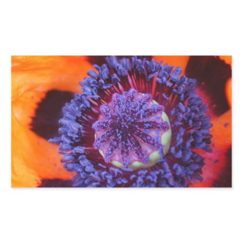 Orange Poppy Up Close Rectangular Sticker