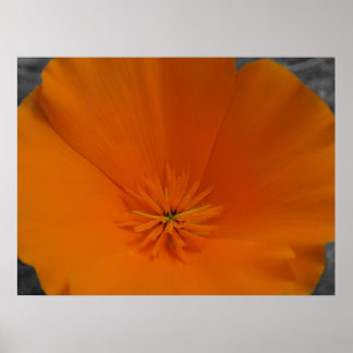 Orange Poppy with BW Poster