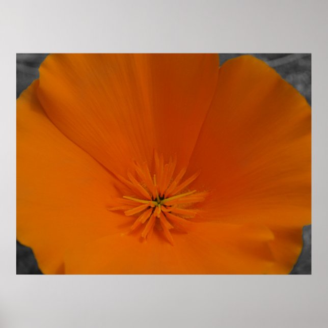 Orange Poppy with BW Poster (Front)