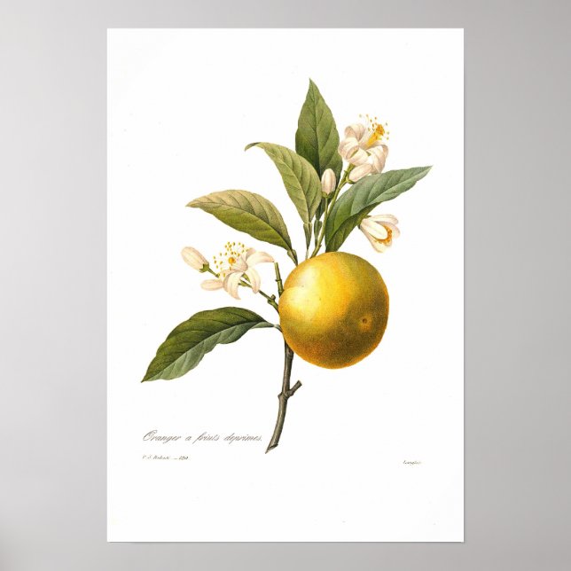 Orange Poster (Front)