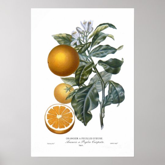 Orange Poster | Zazzle.com