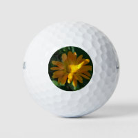 Orange Pot Marigold Flower (Calendula officinalis)