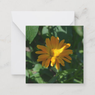 Orange Pot Marigold Flower (Calendula officinalis) Note Card