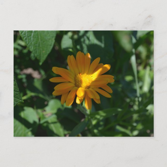 Orange Pot Marigold Flower (Calendula officinalis) Postcard (Front)