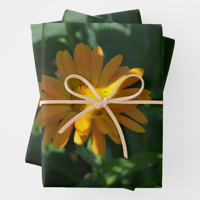 Orange Pot Marigold Flower (Calendula officinalis) Wrapping Paper Sheets (In situ)