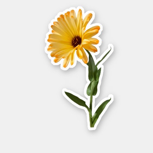 Orange Pot Marigold Flower  Sticker