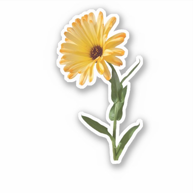 Orange Pot Marigold Flower  Sticker (Front)