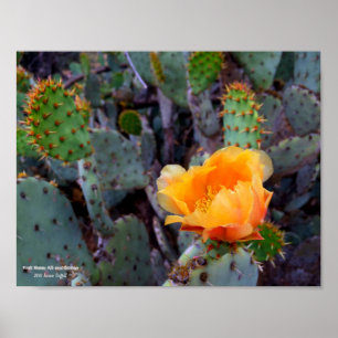 Orange Prickly Pear Cactus Flower Blossom Poster
