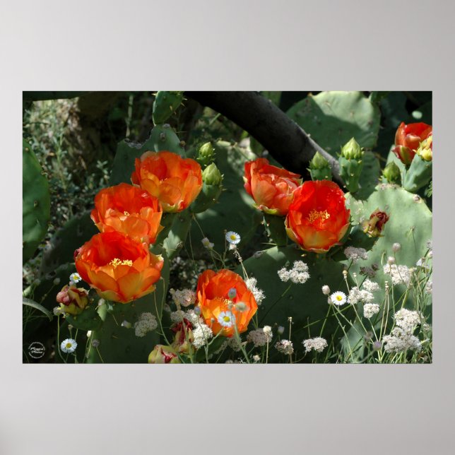 Orange Prickly Pear Cactus Flower Poster (Front)