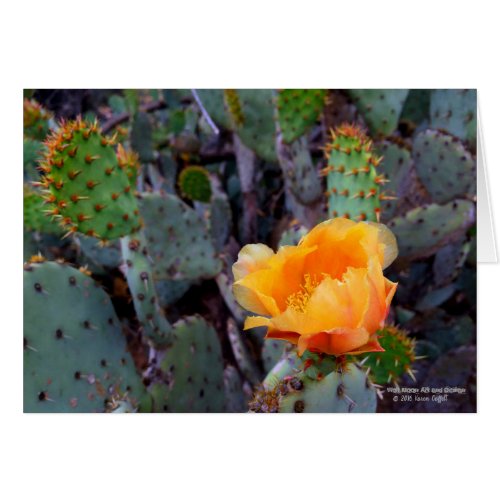 Orange prickly pear opuntia cactus blossom photo
