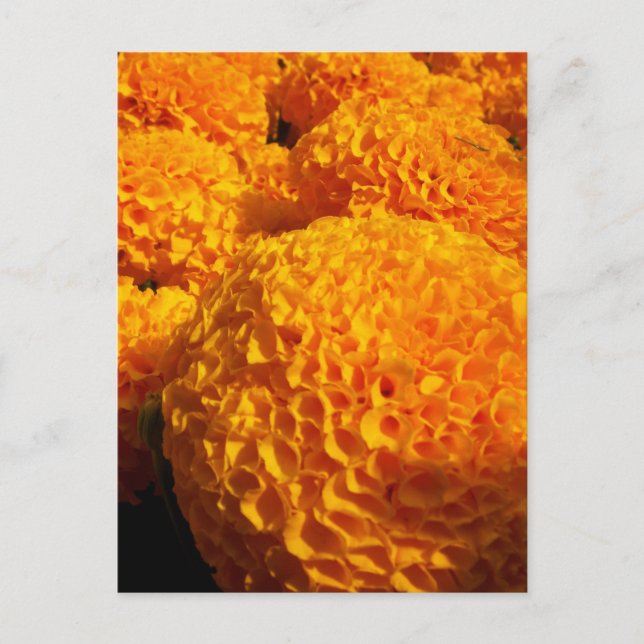 Orange Puff Postcard (Front)