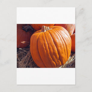 Orange Pumpkin Postcard
