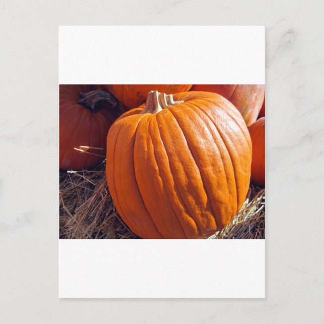 Orange Pumpkin Postcard (Front)