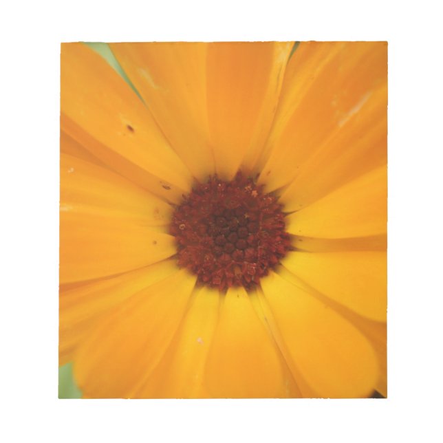Orange Rain Daisy Notepad (Front)