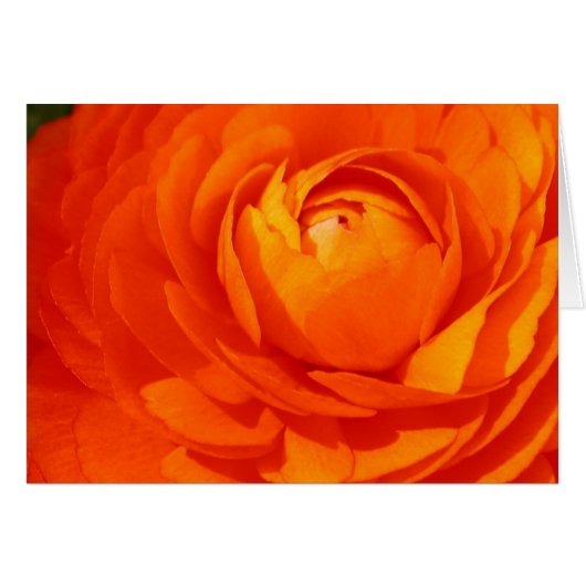 Orange ranunculus cards (Front Horizontal)