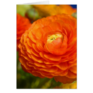 orange ranunculus cards