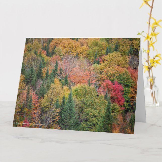 Orange Red Bushes Card (Yellow Flower)